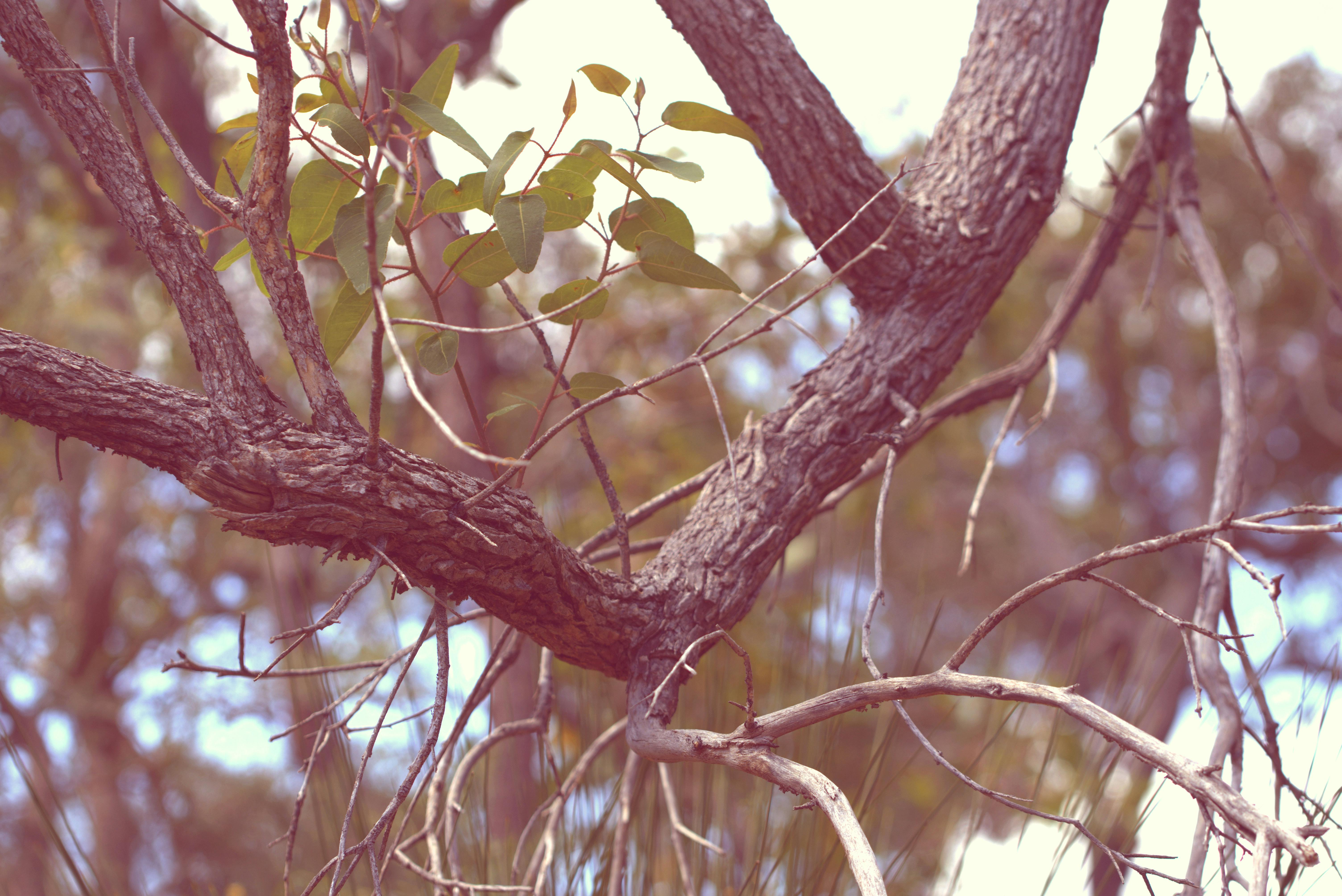 Free stock photo of aussie, branches, bush