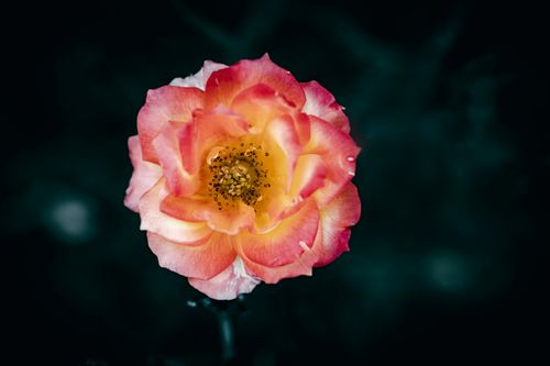 Free Delicate pink and yellow flower blossom on dark background, showcasing intricate petals. Stock Photo