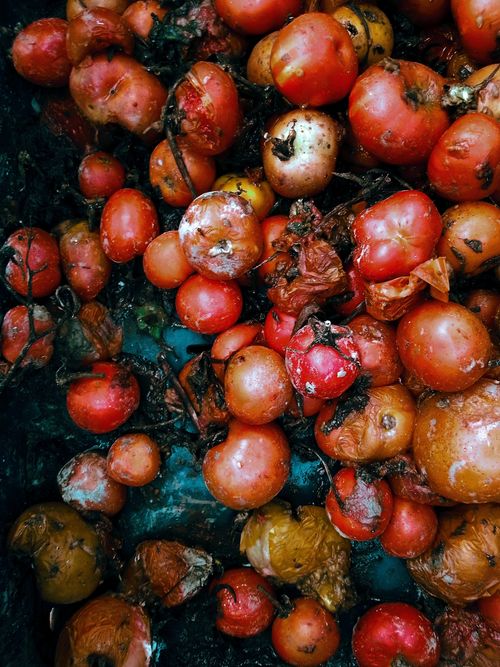 Free stock photo of cherry tomato, natural background, natural pick Stock Photo