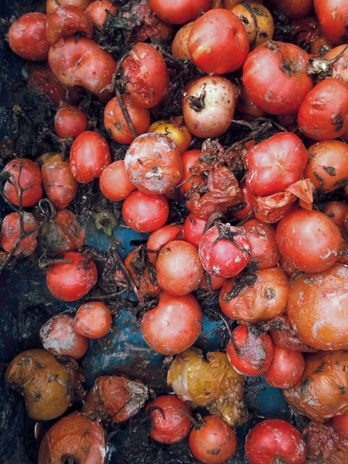 Free stock photo of background, natural, natural tomato pick Stock Photo