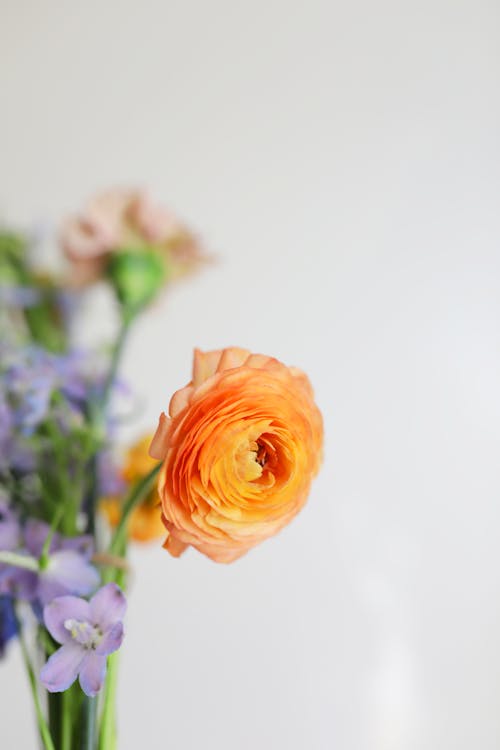 Orange Flower on White Background