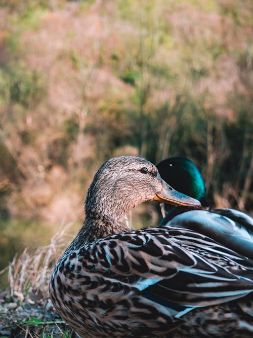 Free stock photo of duck, living, natural