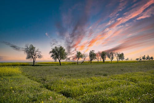 Green Field in Countryside at Sunset