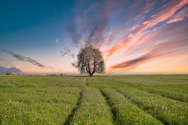 Single Tree On Green Meadow