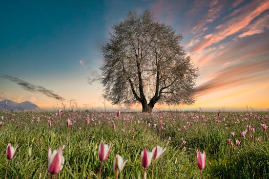 A striking solitary tree amidst blooming tulips in Pampore during sunset, embodying serene beauty.