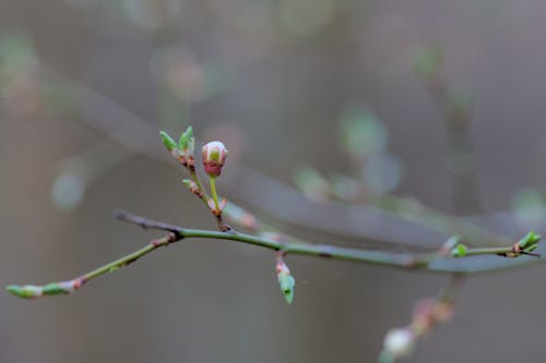 Free stock photo of branch, bud, flora