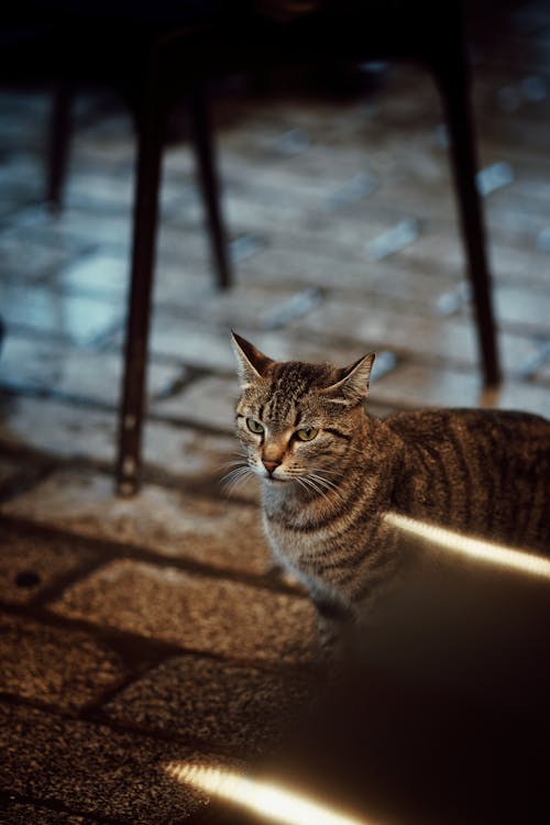 Gratis stockfoto met dierenfotografie, gestreepte kat, huisdier