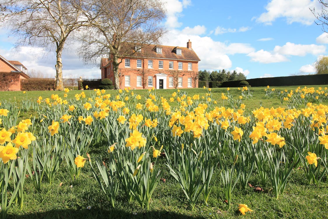 Elegant English Country Manor with Daffodils in the Garden 