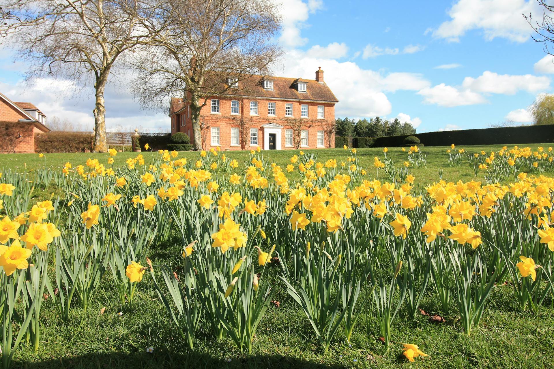 Elegant English Country Manor with Daffodils in the Garden