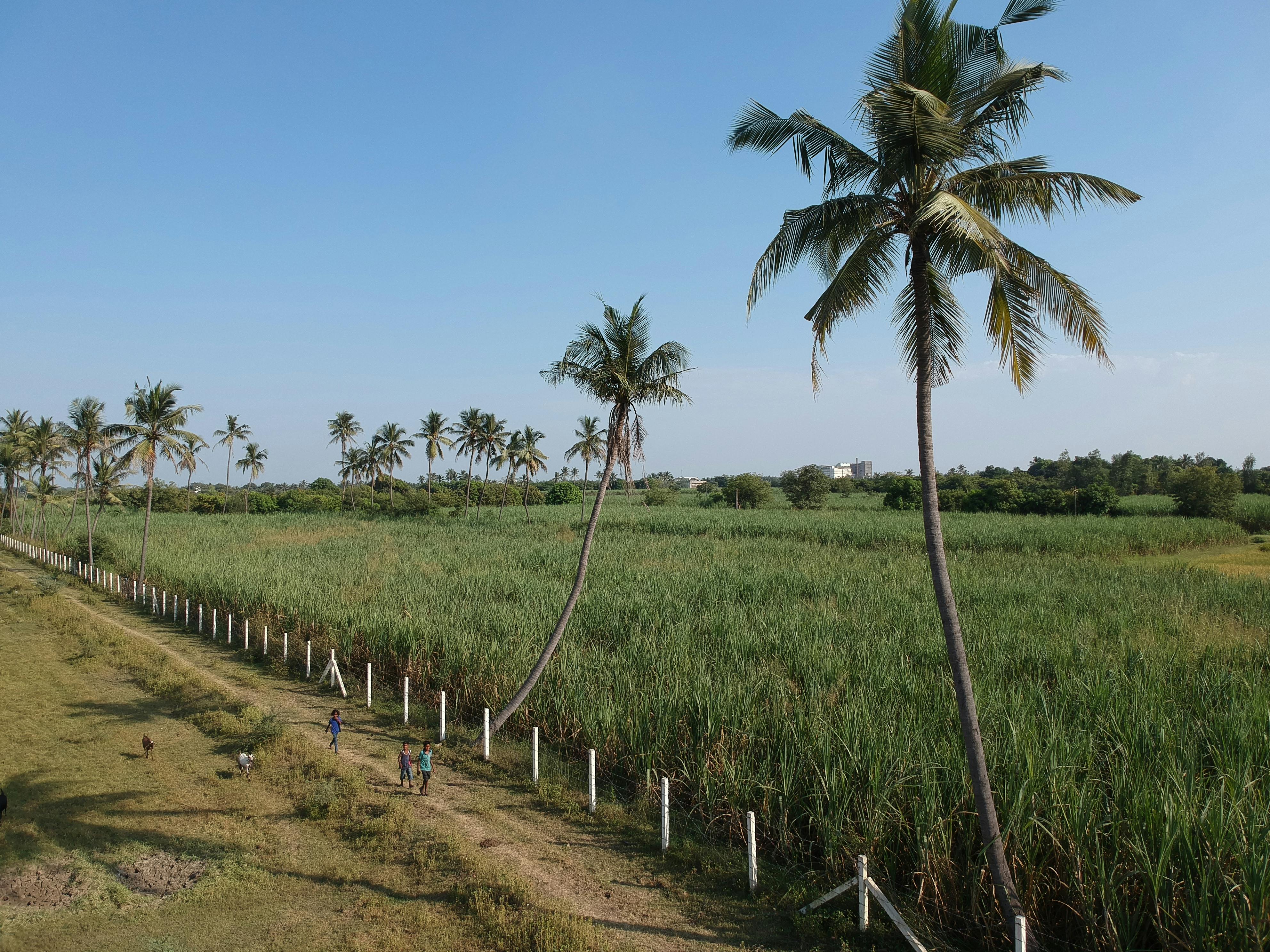 free-stock-photo-of-dji-fields-gujarat