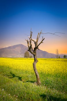 Scenic view of a tree in a yellow field against a mountain backdrop, perfect for nature and travel themes.