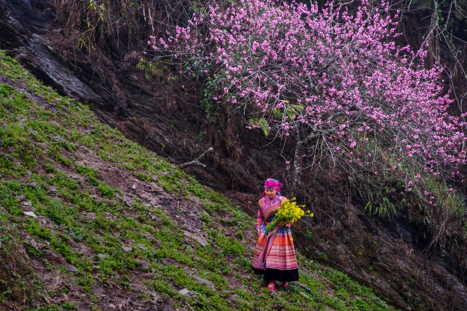 A woman in traditional clothing carries flowers under a blooming cherry tree on a hillside.