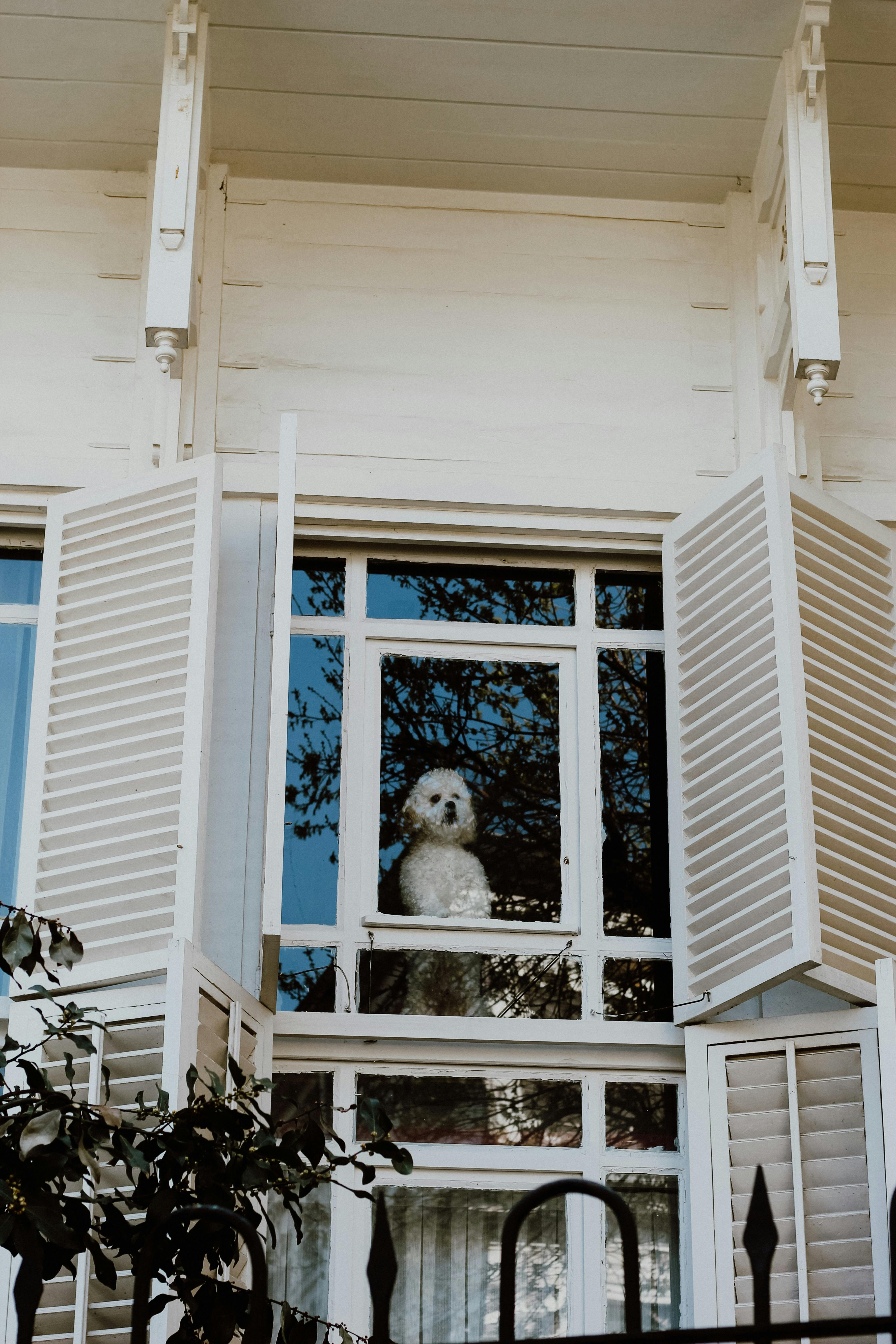 Materialien für den Bau einer Hundehütte