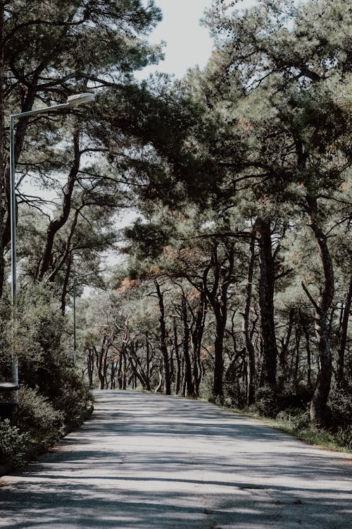 ağaçlar, asfalt, dikey atış içeren Ücretsiz stok fotoğraf