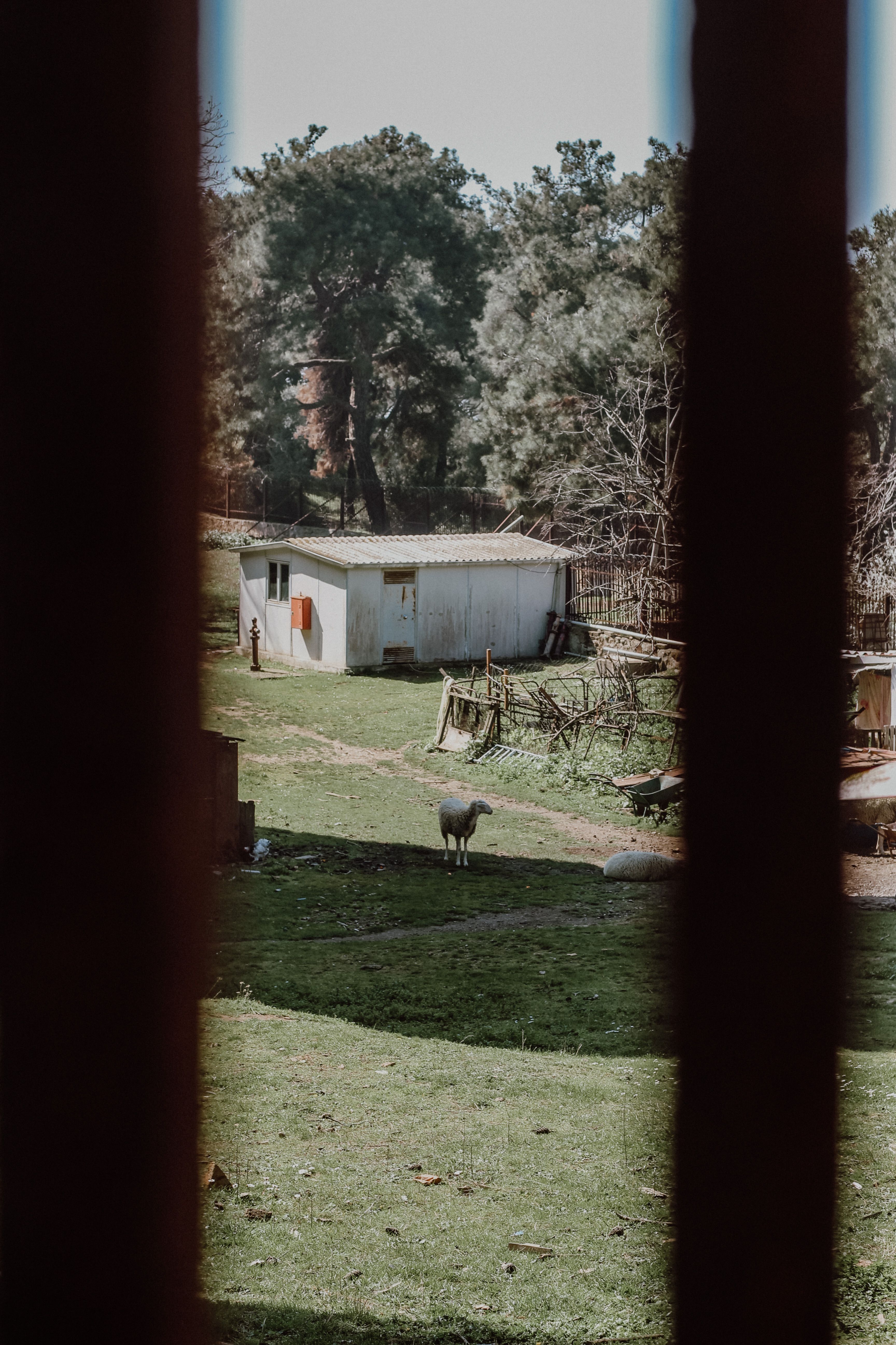 A tranquil farm scene with sheep grazing and a small barn surrounded by lush greenery.