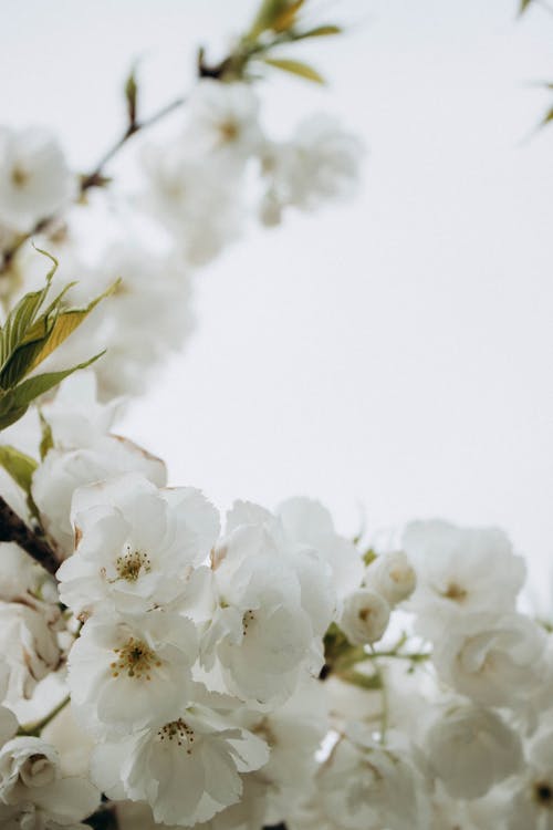 Close-up of White Flowers on a Blooming Tree