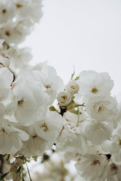 Close-up of White Flowers on a Blooming Tree