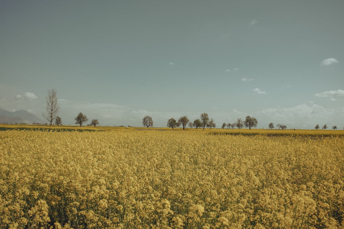 Základová fotografie zdarma na téma canola, čisté nebe, farma