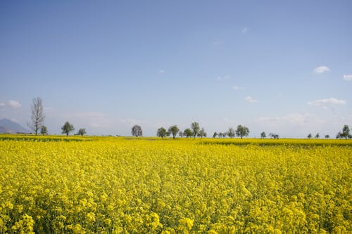 Foto profissional grátis de agricultura, amarelo, área