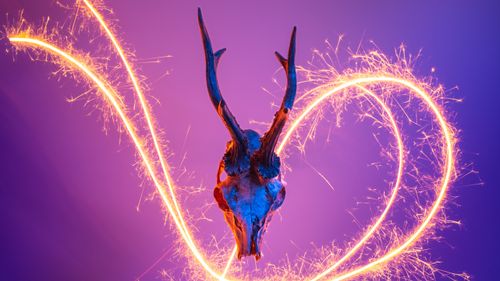 Free A deer skull with antlers highlighted by vibrant firework sparks on a purple background. Stock Photo