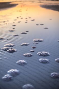 Jellyfish on a sandy beach at sunset, highlighting marine life and natural beauty.