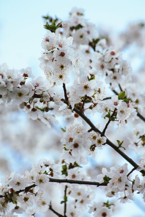 Free Elegant cherry blossoms blooming against a clear blue sky in spring. Stock Photo