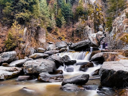 Foto stok gratis aliran, batu, hutan