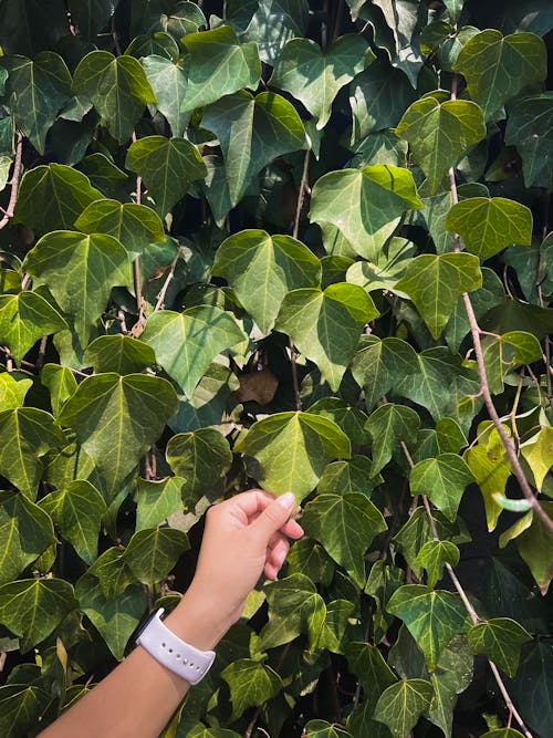 Gratis stockfoto met aandoenlijk, bladeren, bloemen