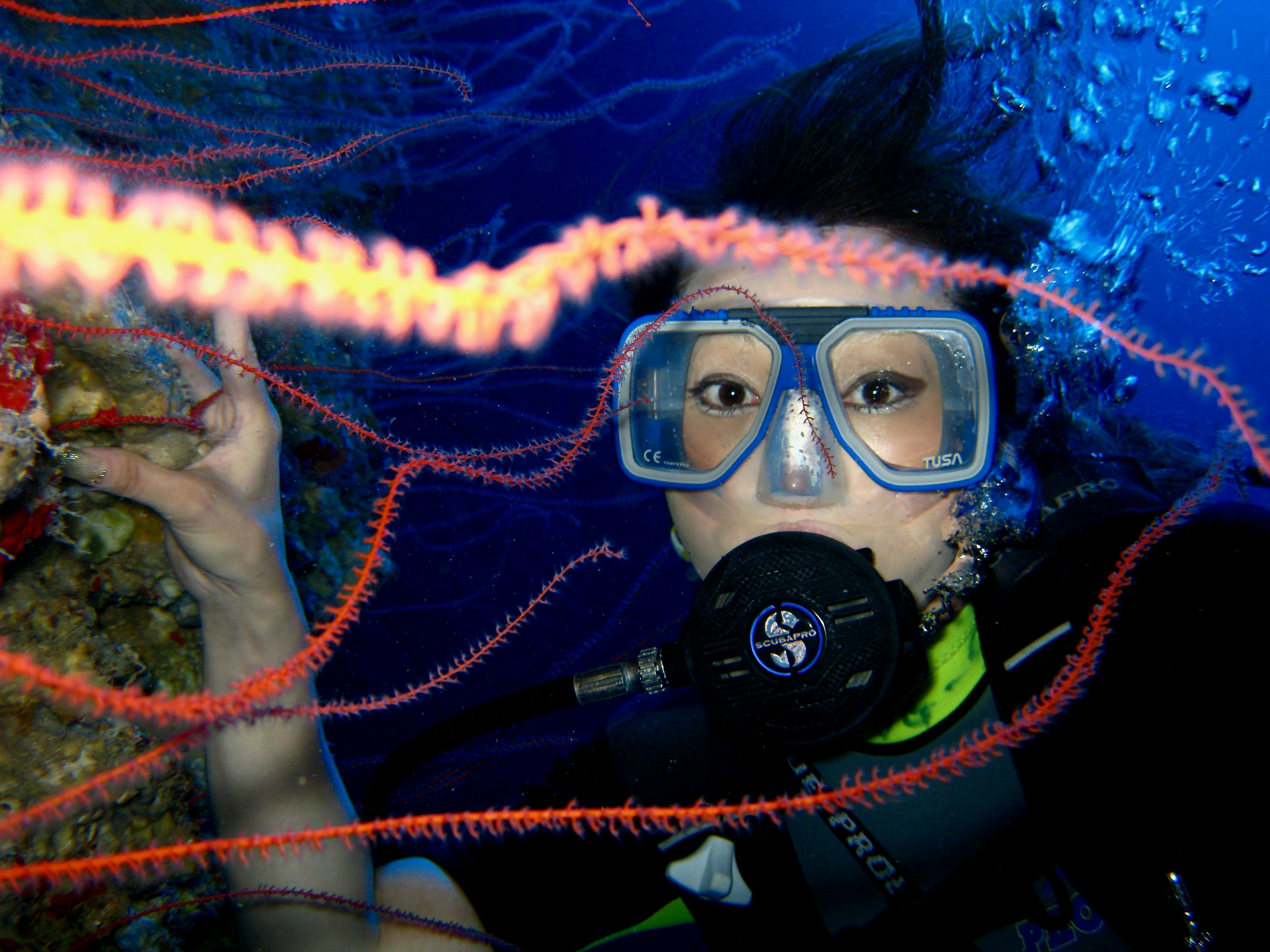 Free stock photo of diver, scuba diving, sea fan