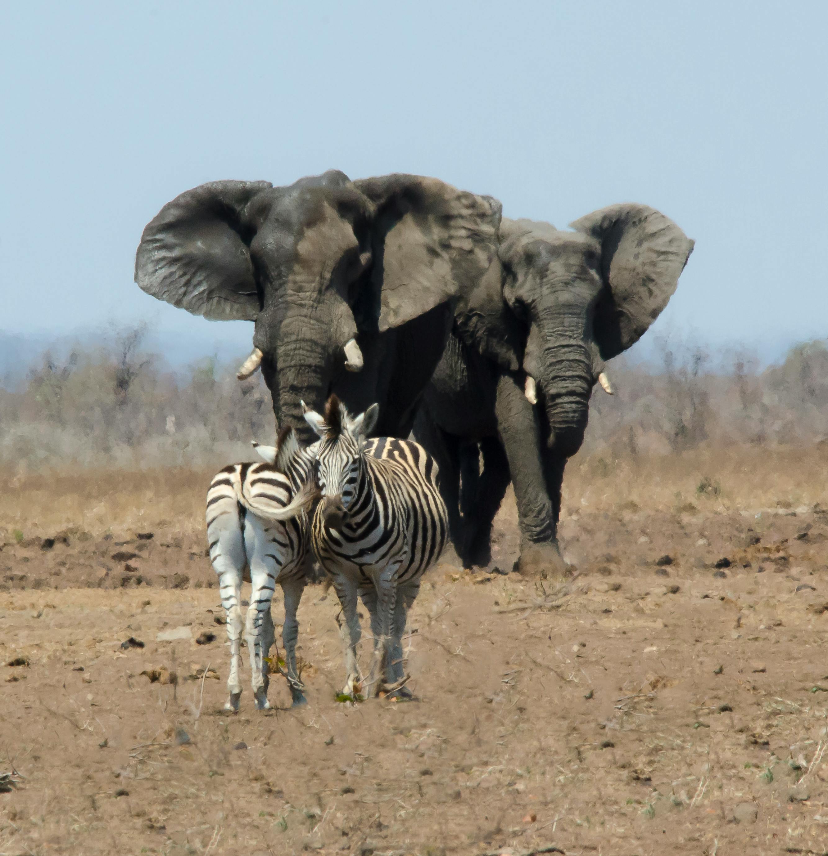 Free stock photo of Elephant and zebra standing together in a drought