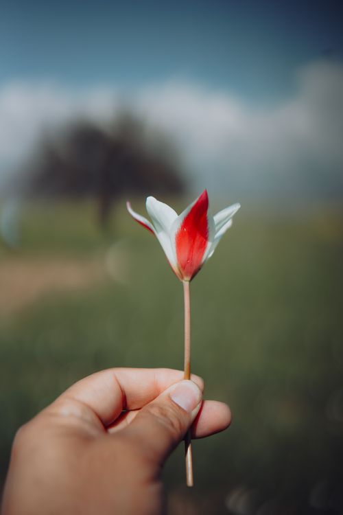 Free Close-up of a hand holding a red and white flower against a blurred background. Stock Photo