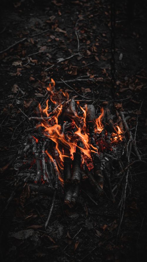 Free Warm campfire burning amidst fallen leaves in a Bolu forest. Stock Photo