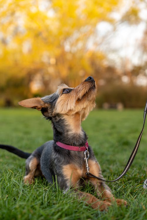 Kostnadsfri bild av djur, gräs, hund