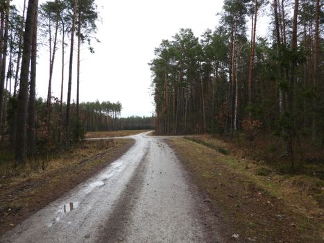 A winding wet road through a quiet forest on a gloomy, rainy day.