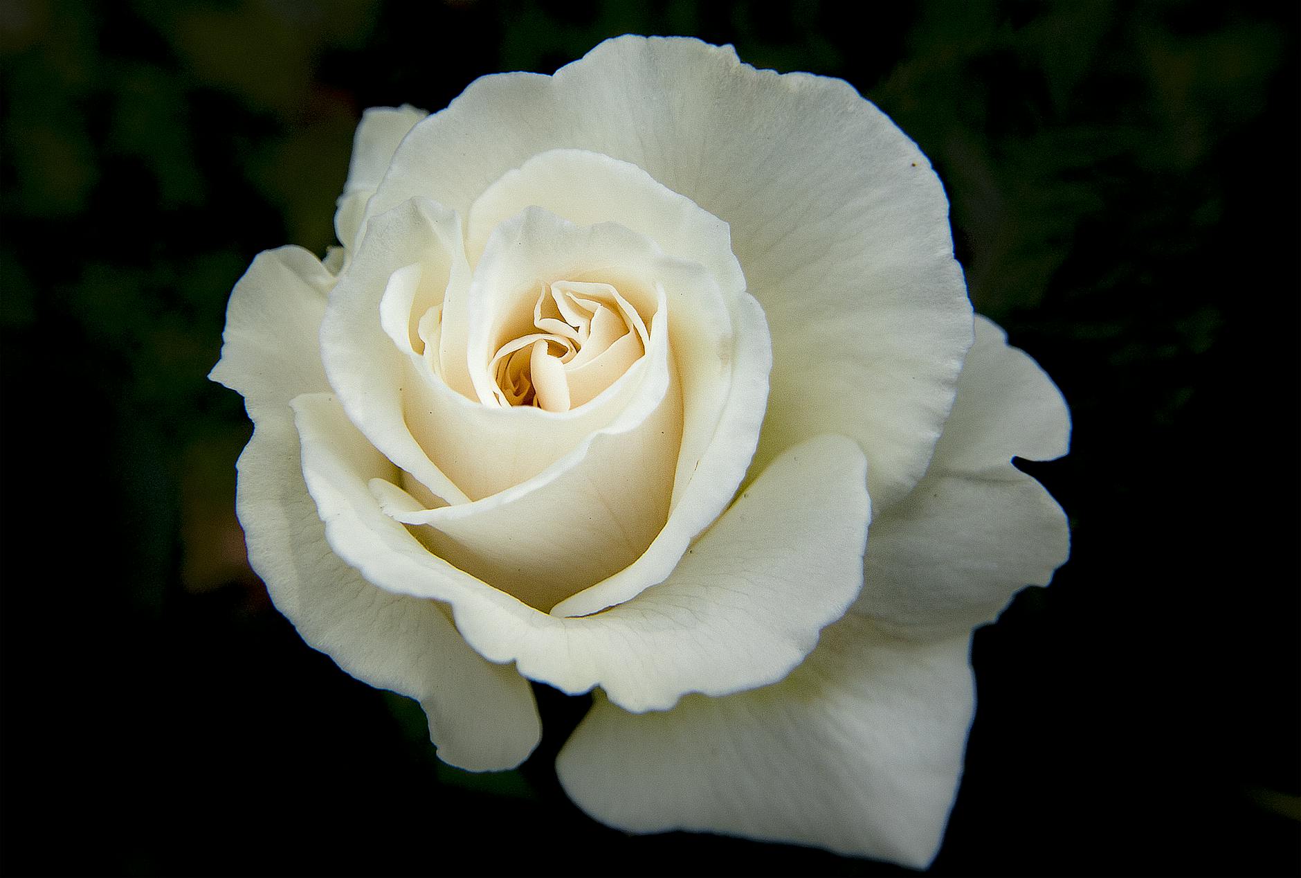 gambar bunga mawar yang paling indah