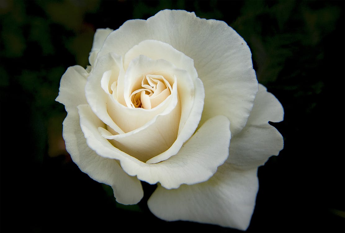 White rose close-up