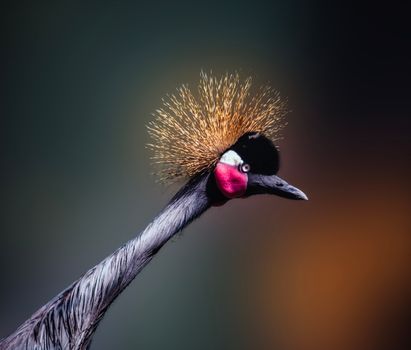 Close up of Crane