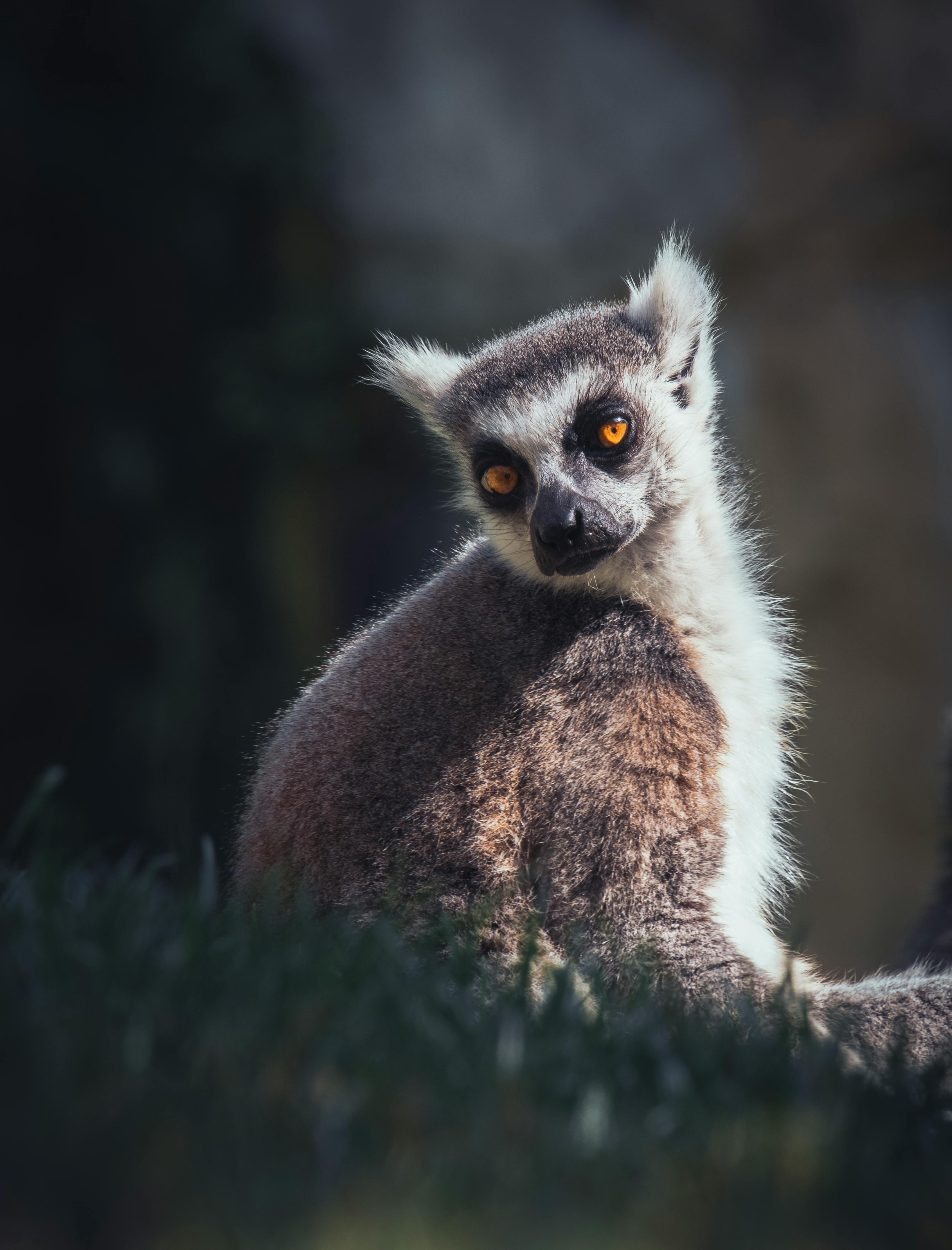 cute fluffy lemur