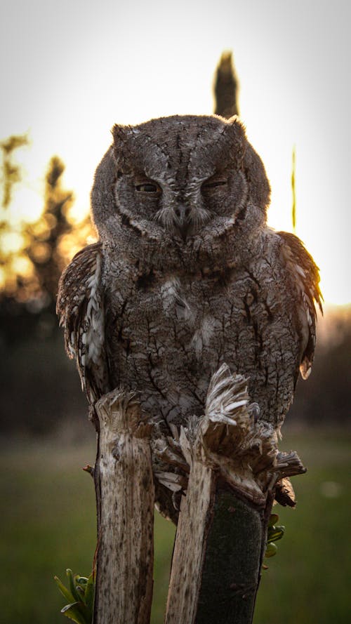 Kostnadsfri bild av djurfotografi, fågel, natur