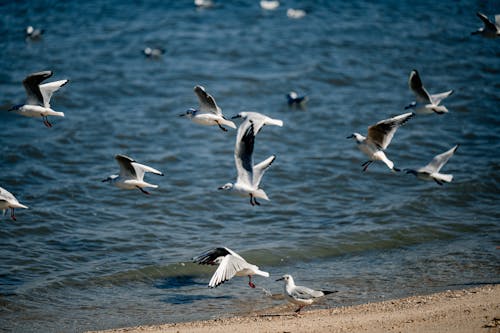 Flock of Seagulls at Beach