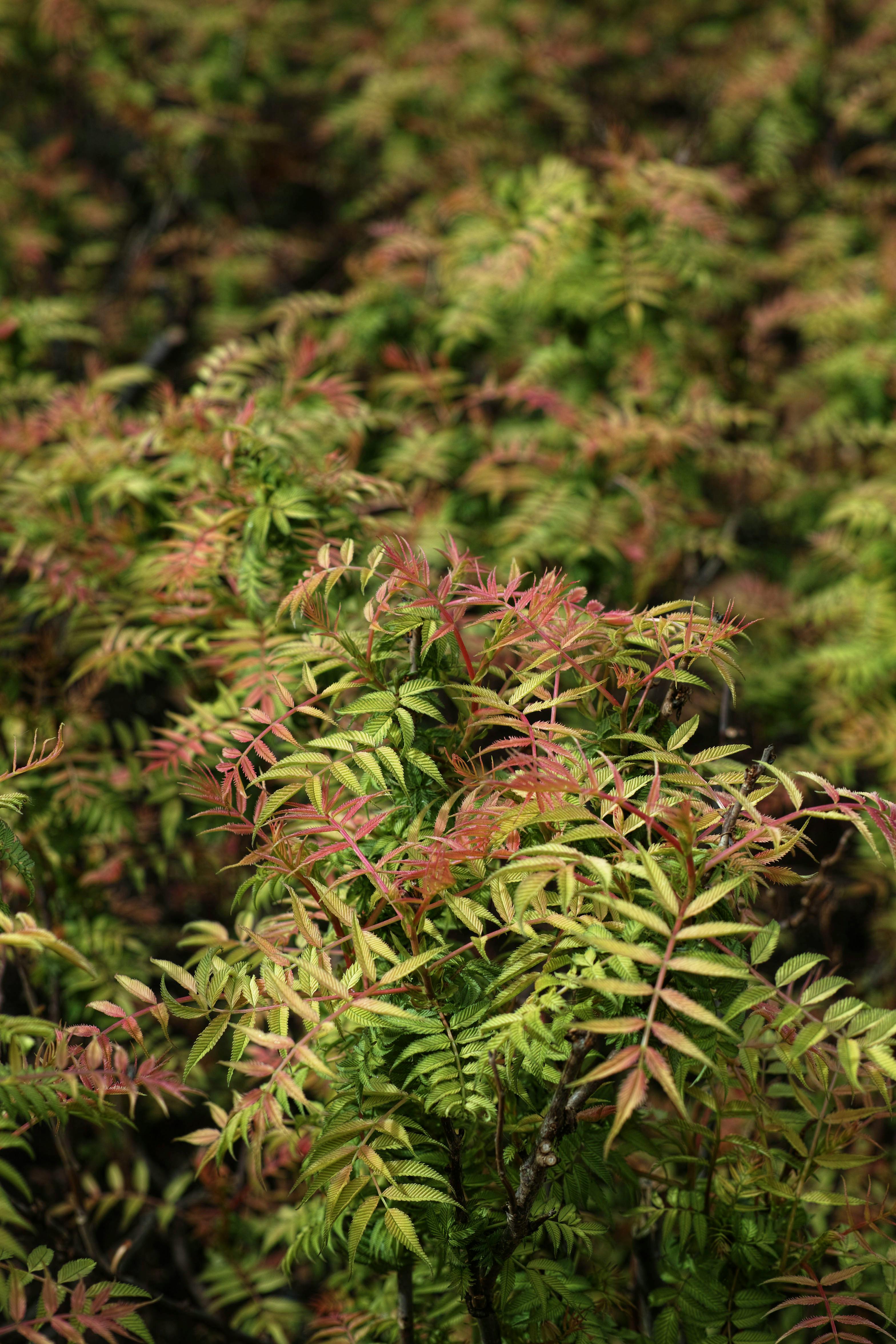 Close-up of lush green and red leafed plants, symbolizing natural growth.