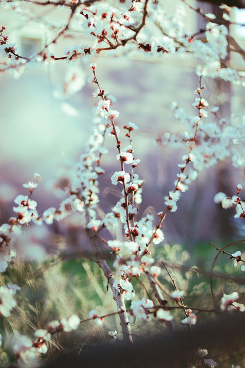 White Blossoms on Branches