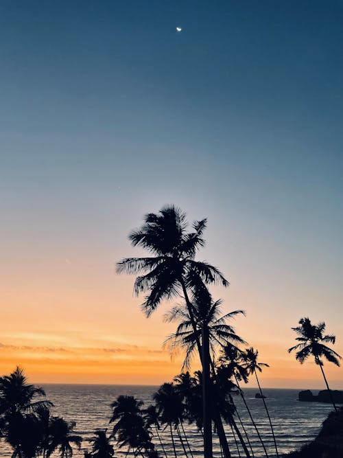 Palm Trees on Sea Shore
