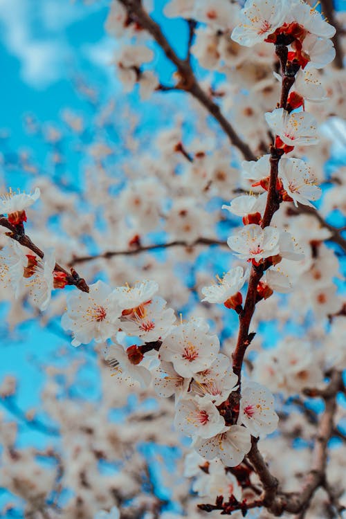 Fotos de stock gratuitas de cerezos en flor, de cerca, enfoque selectivo