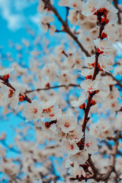 Free Stunning close-up of cherry blossoms in full bloom, capturing springtime beauty and nature's elegance. Stock Photo