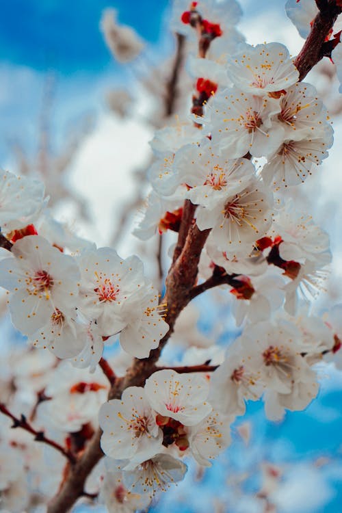 Immagine gratuita di avvicinamento, bianco, fiori