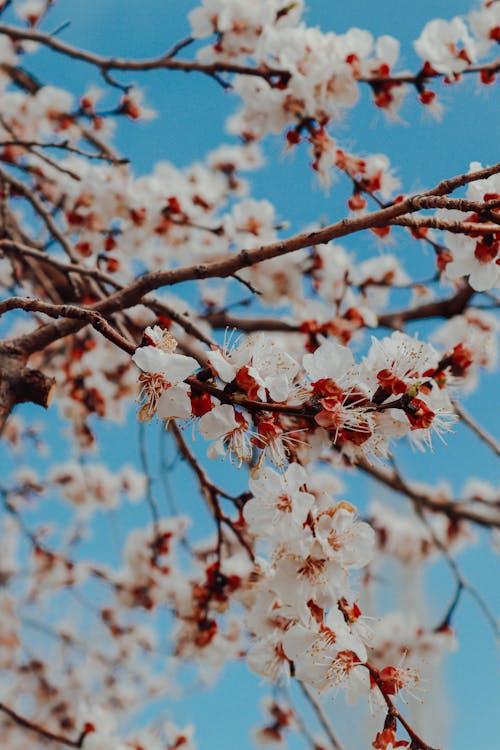 Immagine gratuita di crescita, fiori, molla