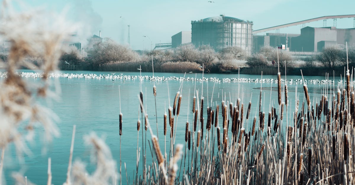 Tranquil waterfront view of an industrial area in Scunthorpe with cattails and distant factories.