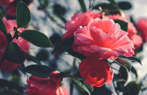 カメリア, セレクティブフォーカス, ピンクの花の無料の写真素材