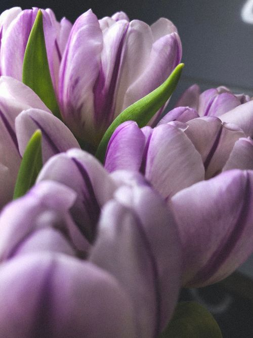 Free A detailed close-up of blooming purple tulip petals with natural lighting. Stock Photo